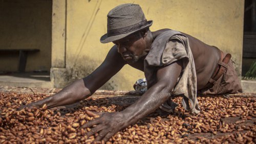 Chronique des matières premières - Le Ghana se prépare à une campagne principale de cacao anticipée