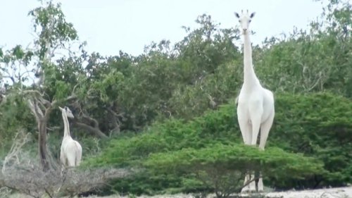 Poachers kill Kenya's only white female giraffe and calf