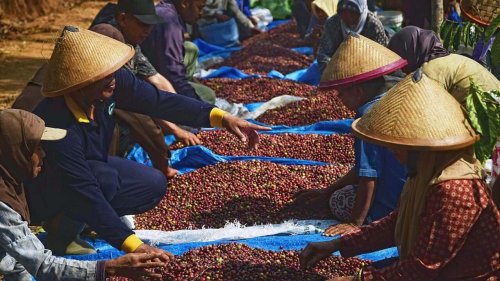 羅布斯塔咖啡豆價近15年新高