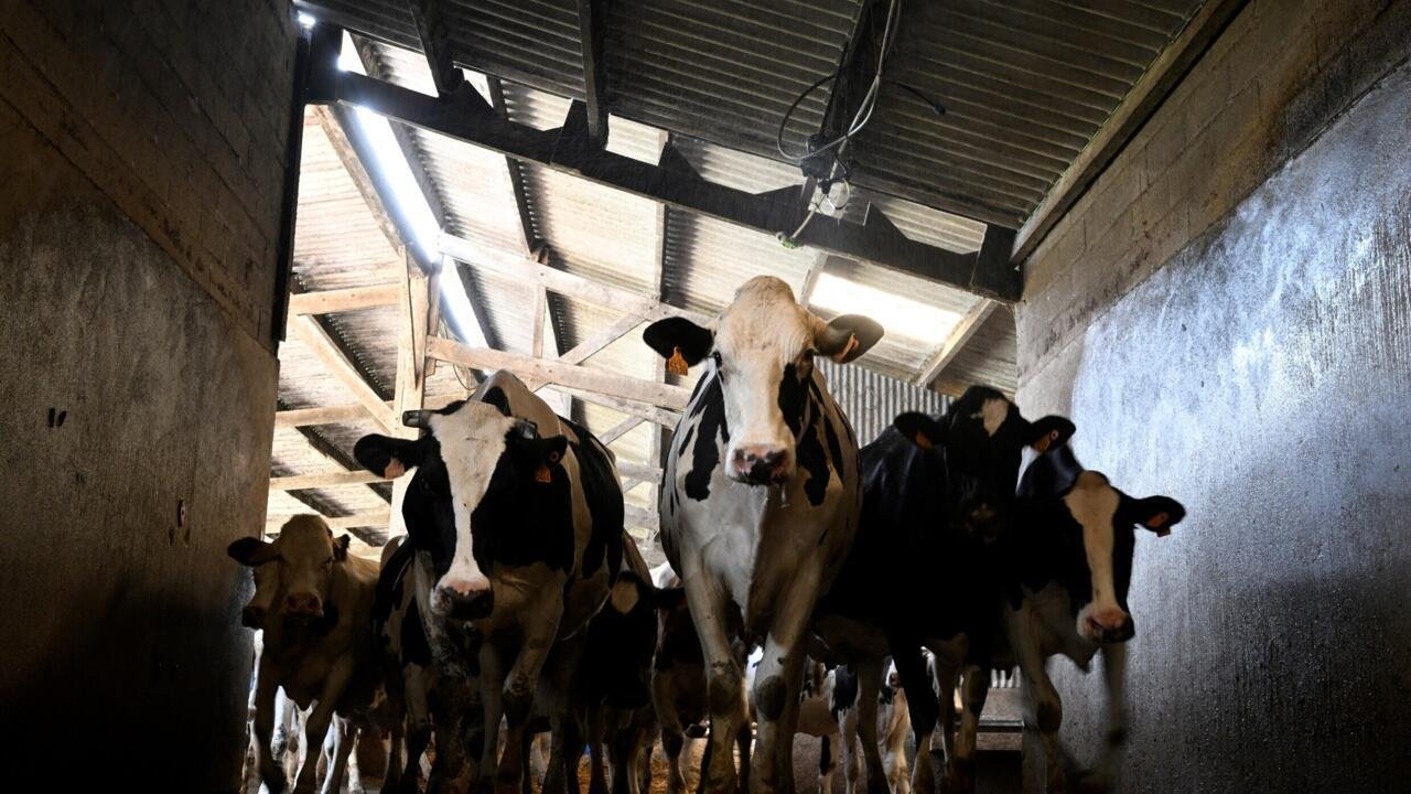 La gestion de la dermatose nodulaire, fléau de l’élevage bovin, ne convainc pas tous les éleveurs