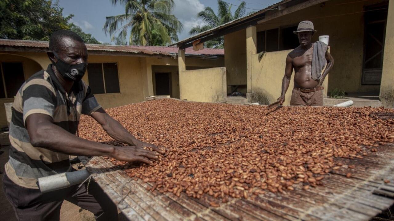Cacao: le Ghana augmente de 12,3% le prix payé à ses producteurs