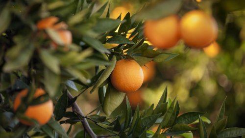 Chronique des matières premières - Les prix du jus d'orange ne cessent de grimper