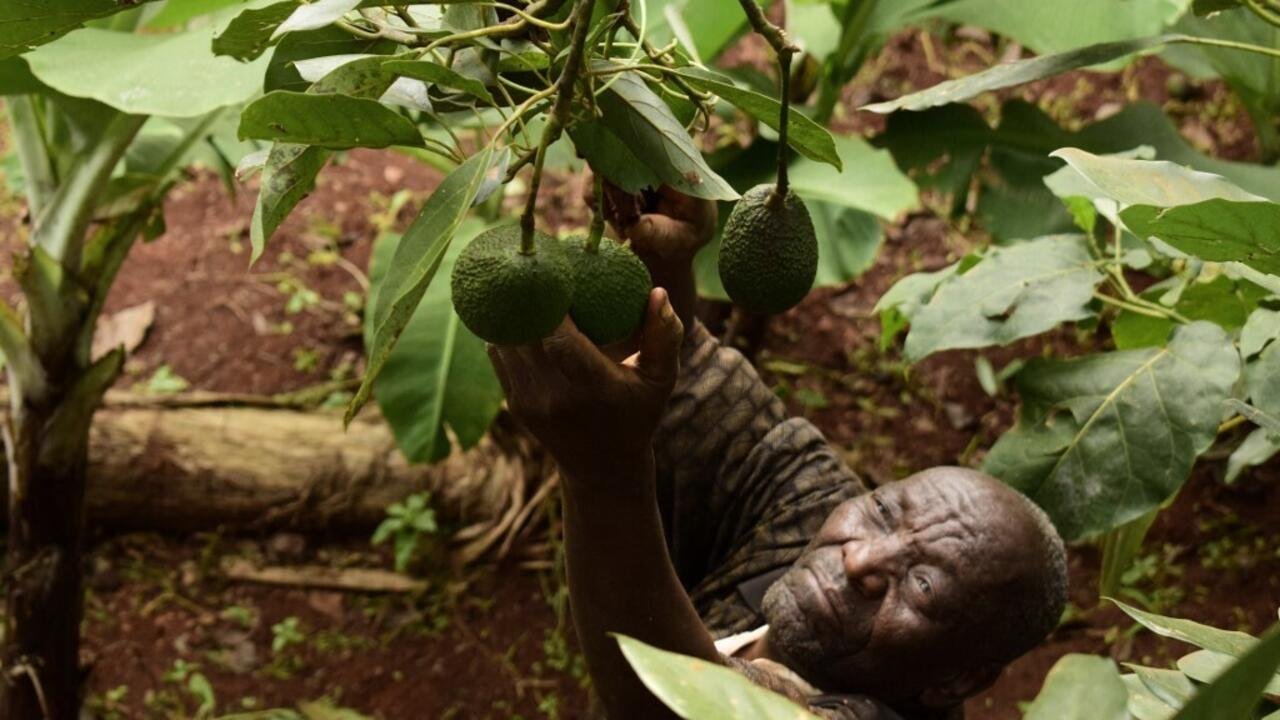 Chronique des matières premières – Le Kenya suspend les exportations d’avocats