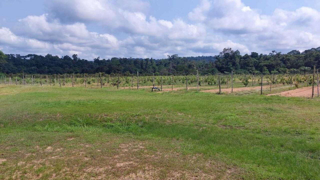 Afrique économie - Gabon: dans le Haut-Ogooué, le vignoble d’Omar Bongo fait de la résistance
