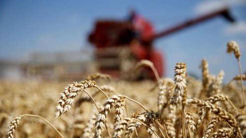 Sécheresse: des agriculteurs français font le choix d'un blé plus résistant