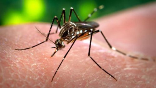 Chikungunya à La Réunion: deux premiers décès confirmés, l’épidémie en forte progression