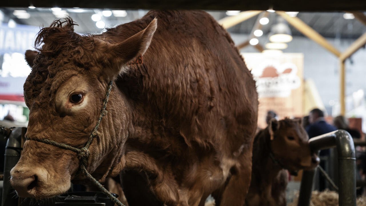 France: le 61e Salon international de l’agriculture ouvre ses portes à Paris