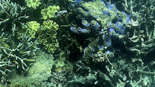Australie: la Grande Barrière de corail subit le pire épisode de blanchissement jamais observé