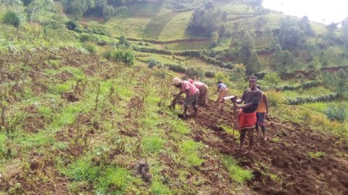 La vie ici - Potato City: développer la culture des pommes de terre au Burundi