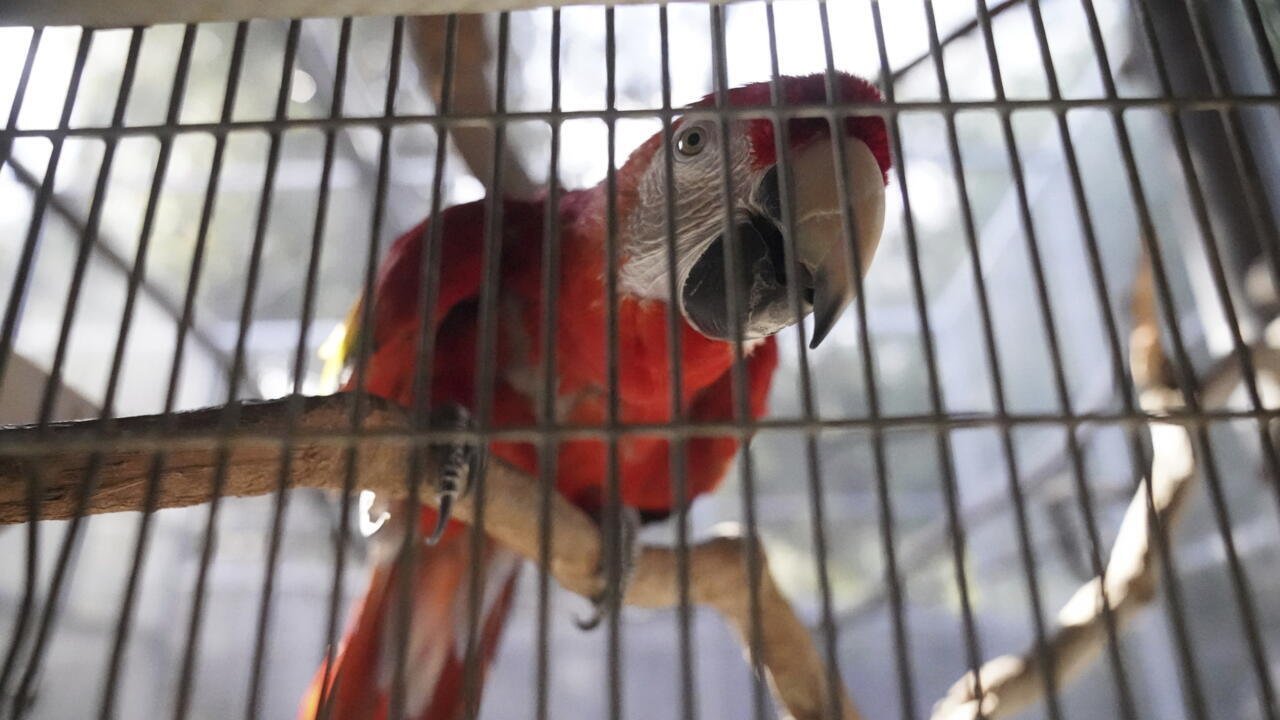 Social Media Platforms Fuel Global Surge in Illegal Wildlife Trade