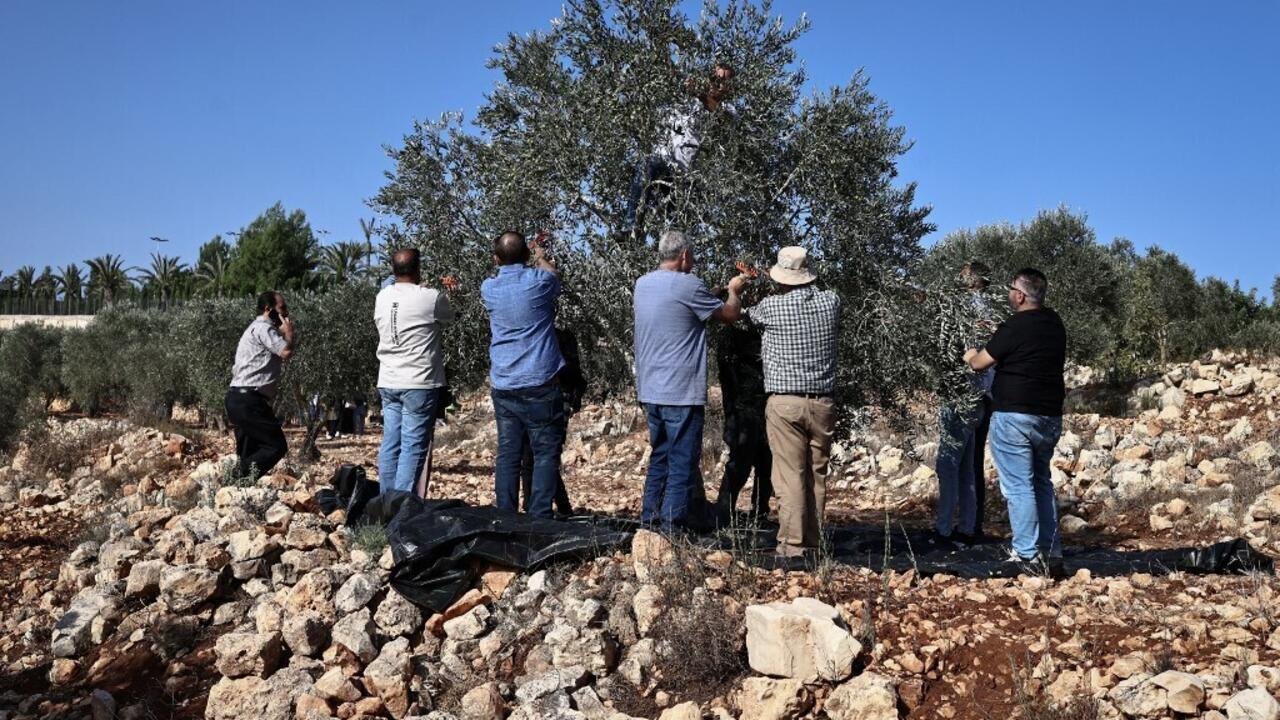 Cisjordanie: avec les militants israéliens qui protègent les agriculteurs palestiniens des attaques de colons