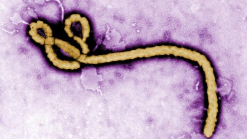 Ebola: la guérison d'un singe grâce à un traitement sous forme de comprimé, selon une étude
