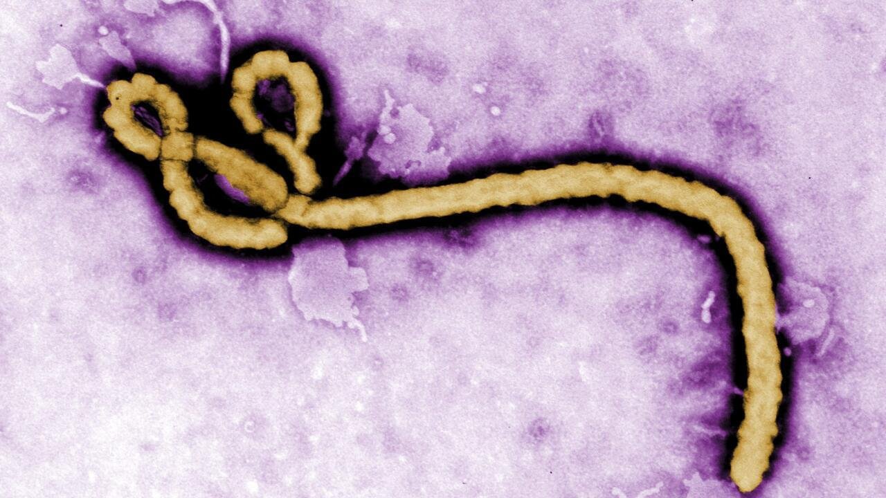 Ebola: la guérison d'un singe grâce à un traitement sous forme de comprimé, selon une étude