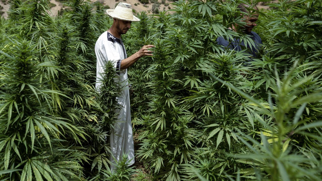 Afrique économie – Au Maroc, le pari de la formalisation du secteur du cannabis [5/5]