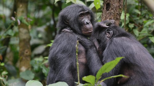 Les femelles bonobos prennent l'ascendant sur les mâles grâce à des «coalitions»