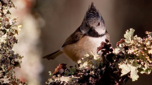Pesticides, climat, modernisation, la France se vide de ses oiseaux de jardin