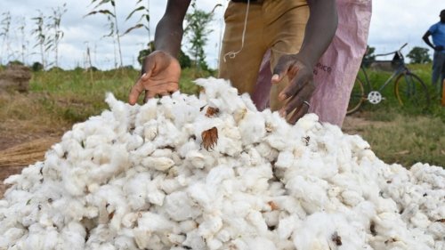 Afrique de l'Ouest: les acteurs de la filière coton se regroupent pour mieux défendre leurs intérêts