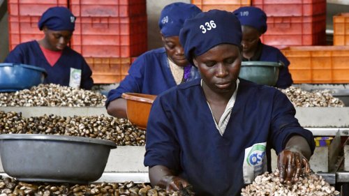 Chronique des matières premières - Côte d’Ivoire: bilan positif pour la campagne de commercialisation de la noix de cajou