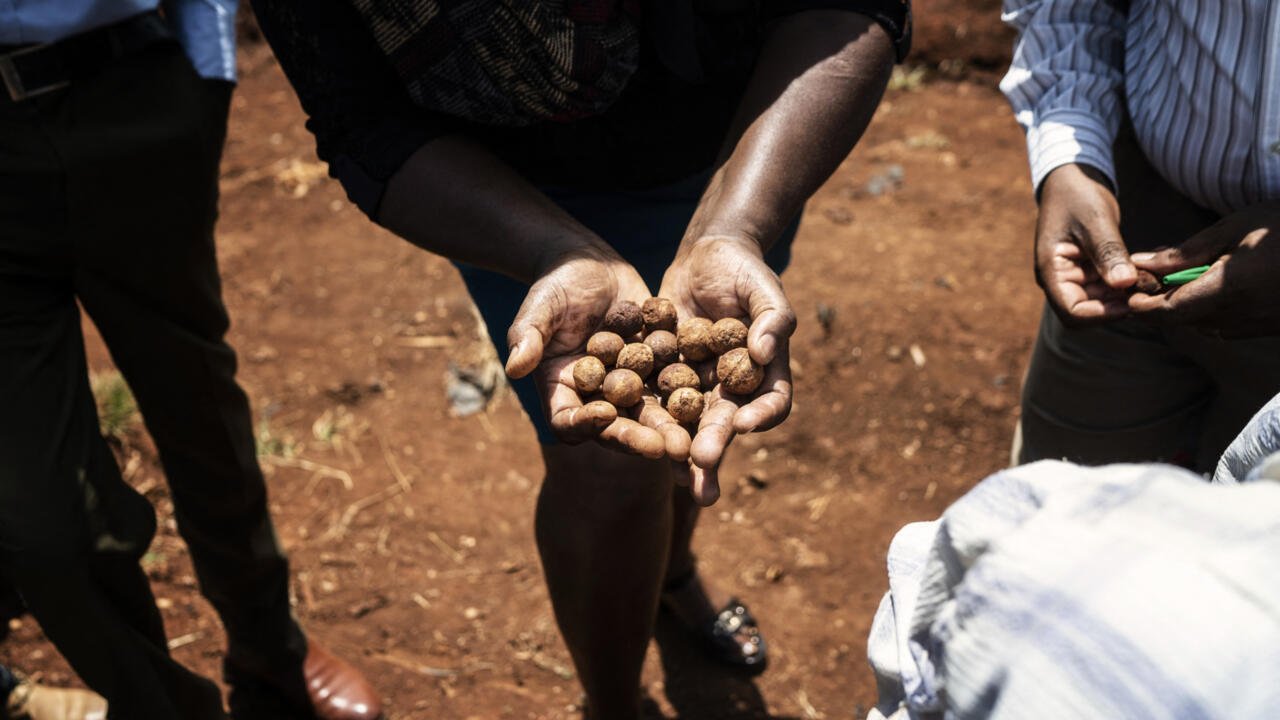 Chronique des matières premières – L&rsquo;Afrique du Sud surveille de près la production de noix de macadamia en Chine