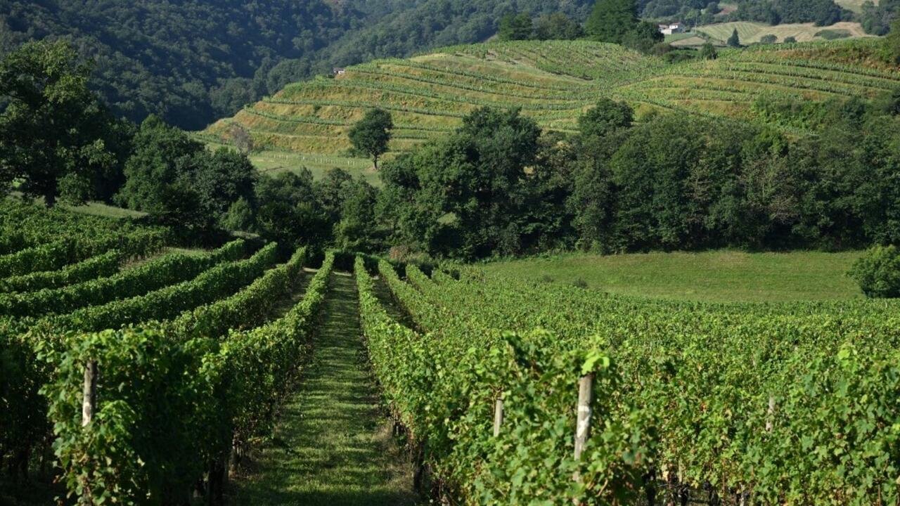 Pesticides en France: une étude confirme que les Français vivant près des vignes sont davantage contaminés