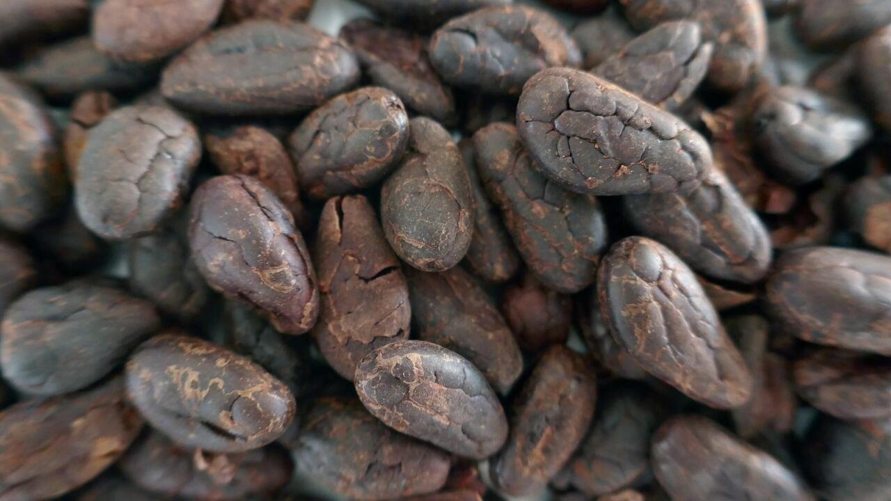 La domestication des espèces végétales: une histoire plurimillénaire