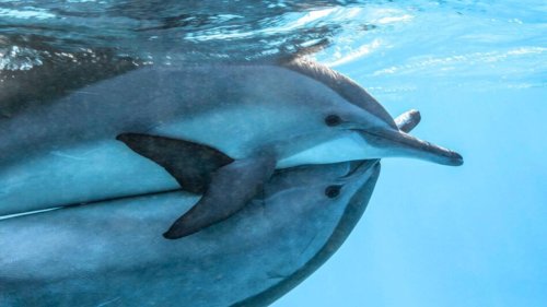 Un monde de tech - Google utilise ses outils d'IA pour décrypter le langage des dauphins