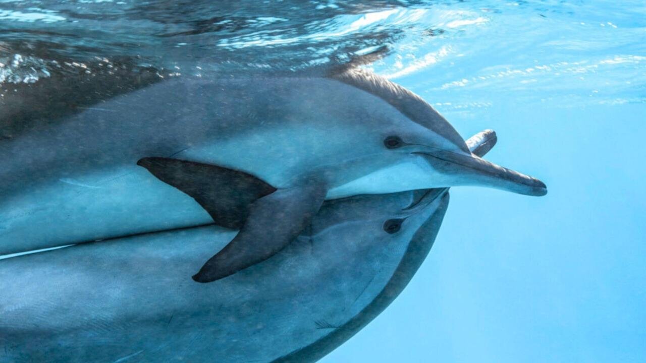 Un monde de tech - Google utilise ses outils d'IA pour décrypter le langage des dauphins