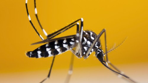 Chikungunya à La Réunion: six décès recensés depuis le début de l'année 2025