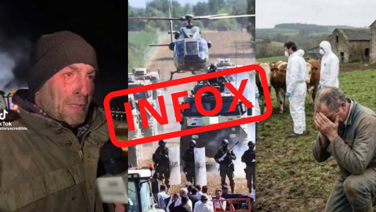 Crise de la dermatose en France: attention à ces images fabriquées de toutes pièces