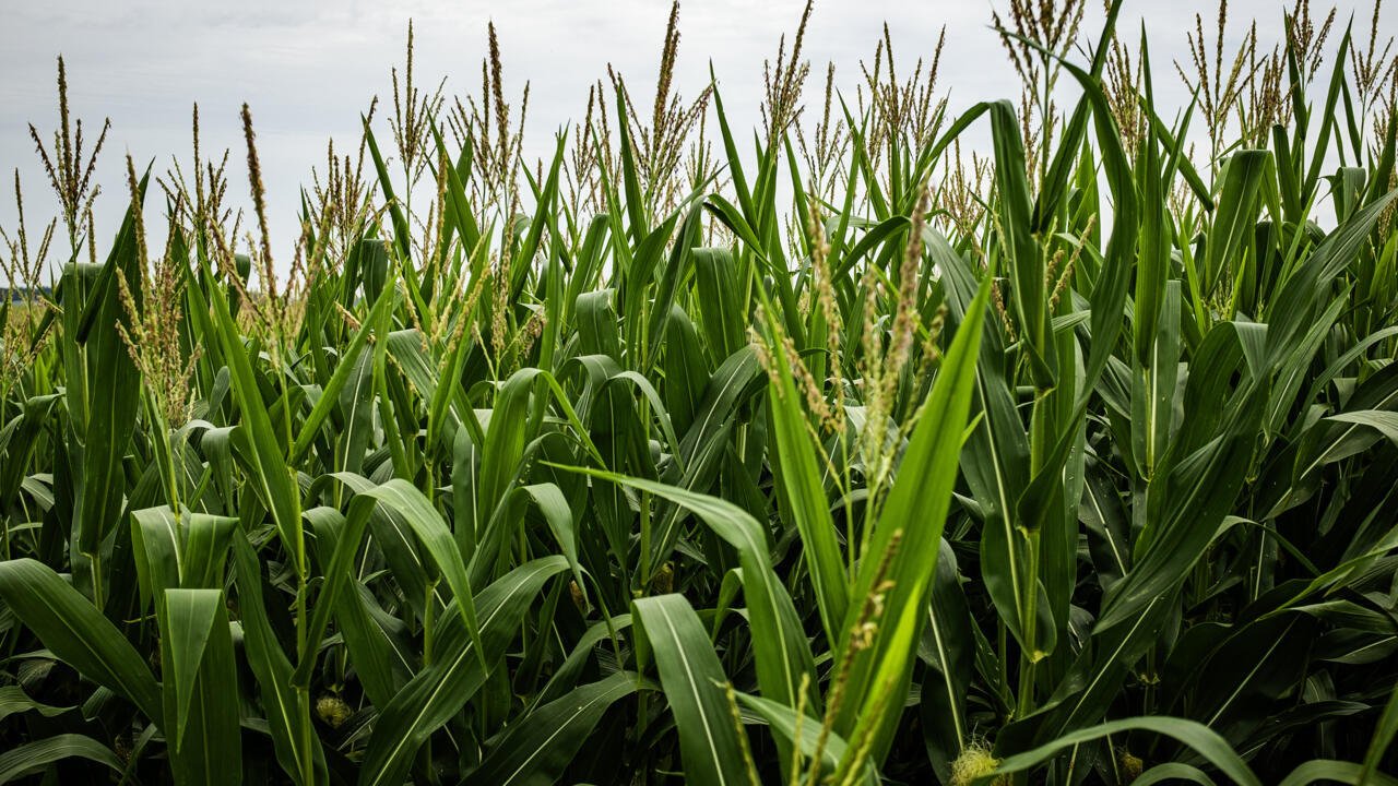 Chronique des matières premières – Pourquoi la récolte américaine record de maïs ne fait pas flancher les prix?