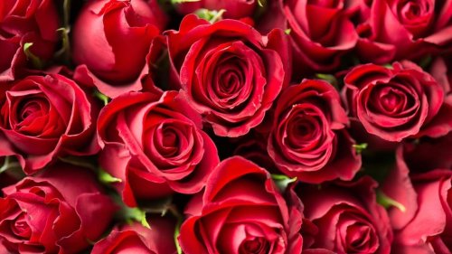 環境與發展 - 情人節——高碳玫瑰抑或法國本土花？