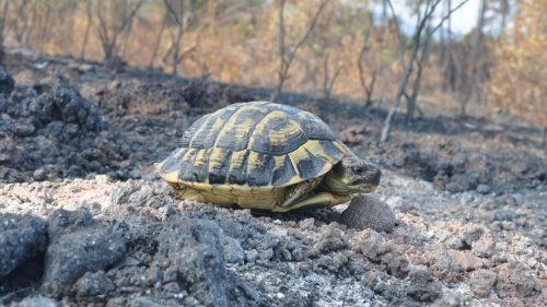 C'est dans ta nature - Après le feu (2/2): la tortue d'Hermann est résistante