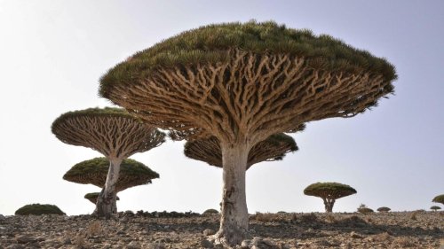C'est dans ta nature - L’arbre dragon du Yémen