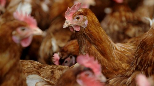 Afrique économie - Au Burkina Faso, la lutte contre la grippe aviaire est engagée