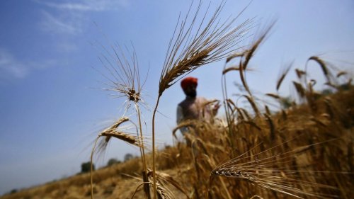 Chronique des matières premières - Exportations de blé: le faux bond de l'Inde fait grimper les prix