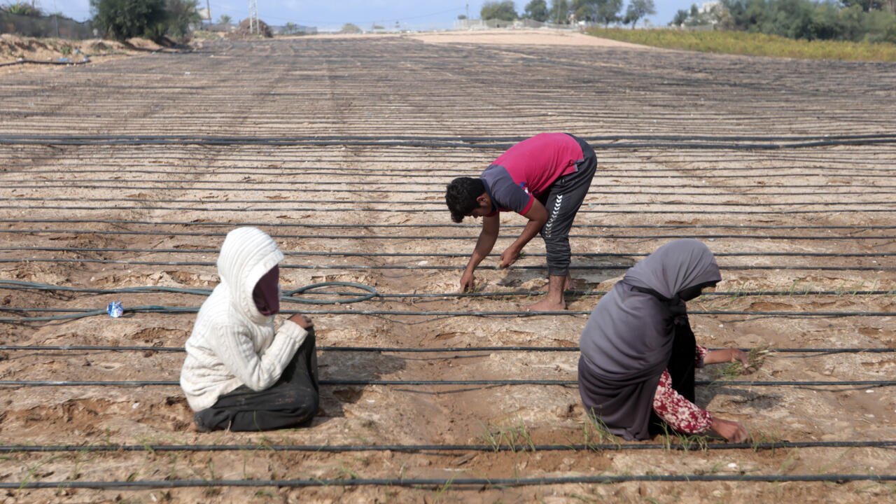 À Gaza, seulement 1,5% des terres agricoles sont encore utilisables, selon l’ONU