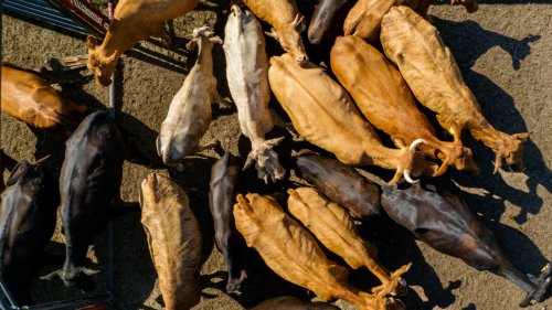 Chronique des matières premières - Les Américains manquent de bœuf mais rêvent toujours d'en exporter plus