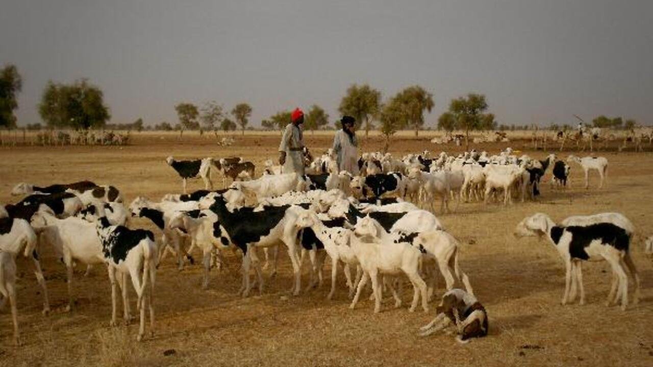 Afrique de l’Ouest: entre dérèglement climatique et conflits territoriaux, les défis du pastoralisme