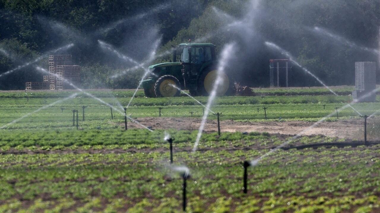 Canicule en Europe: l’agriculture paie durement les fortes chaleurs