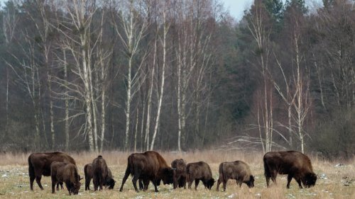 Reportage international - Pologne: la dernière forêt primaire d'Europe, un patrimoine mondial en danger
