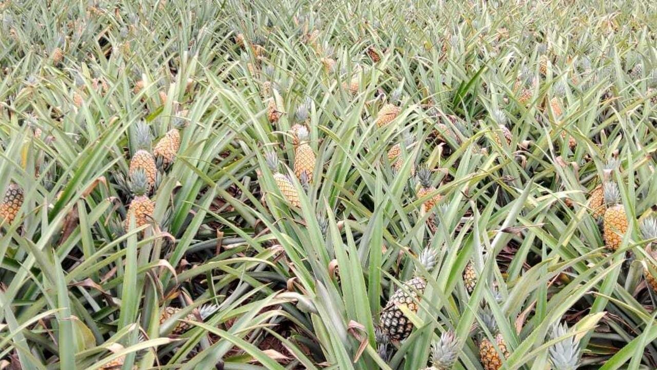 L’Afrique en marche – Avec l’application e-pineA, les agriculteurs béninois gagnent leur pain de sucre
