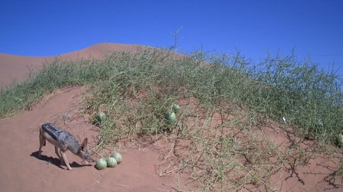 How jackals' taste for melons helps fruit flourish in Namibian desert