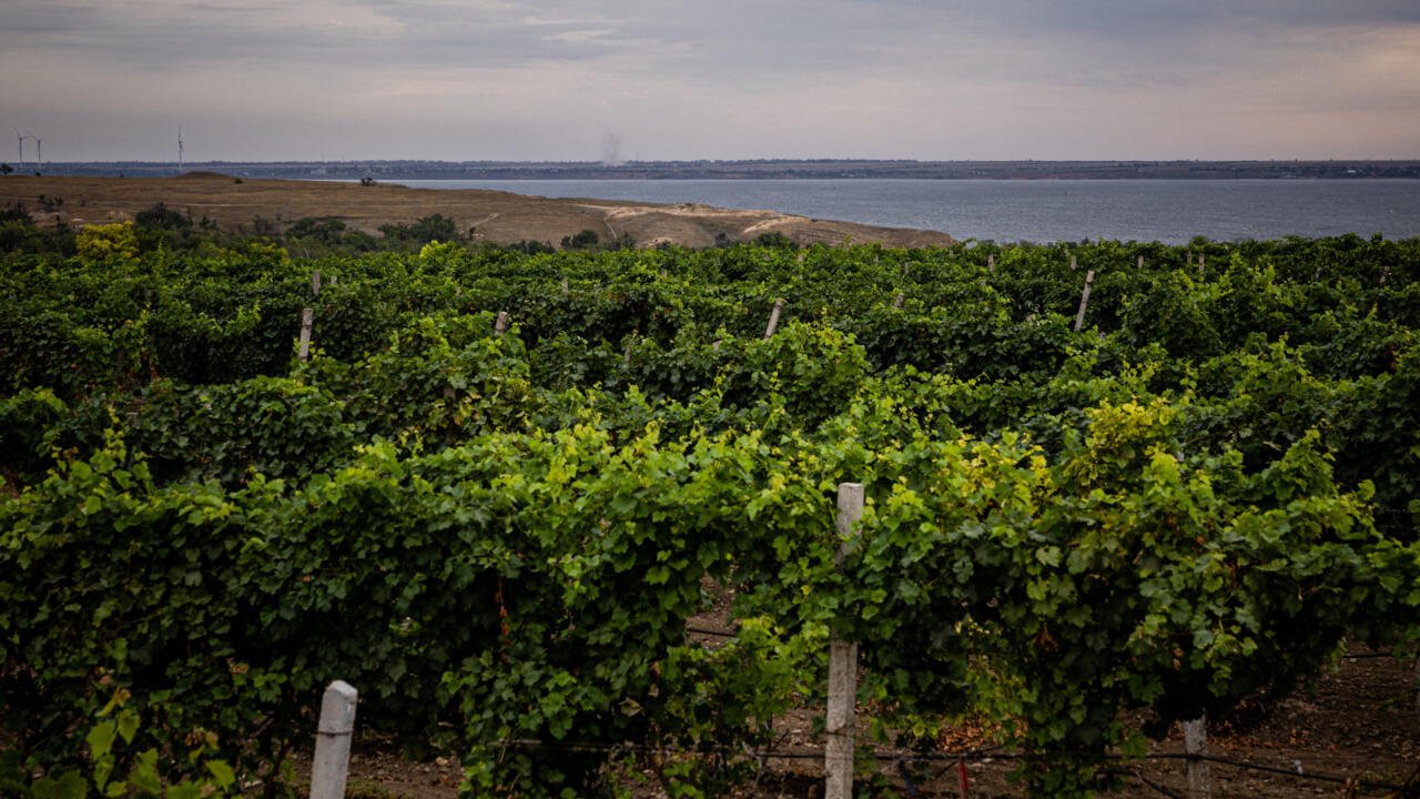 Accents d’Europe – En Ukraine, la viticulture survit à la guerre