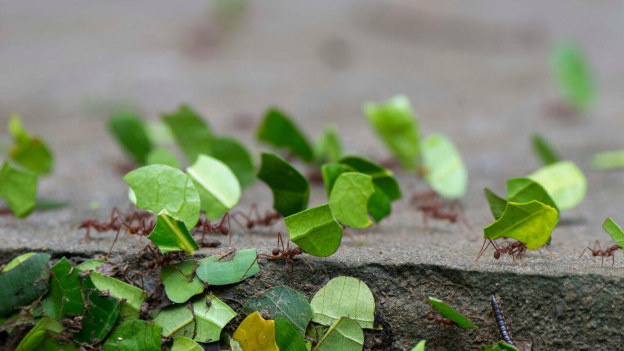 Jusqu’où va la science ? – Il y a 65 millions d’années, quand les fourmis ont inventé l’agriculture (rediffusion)