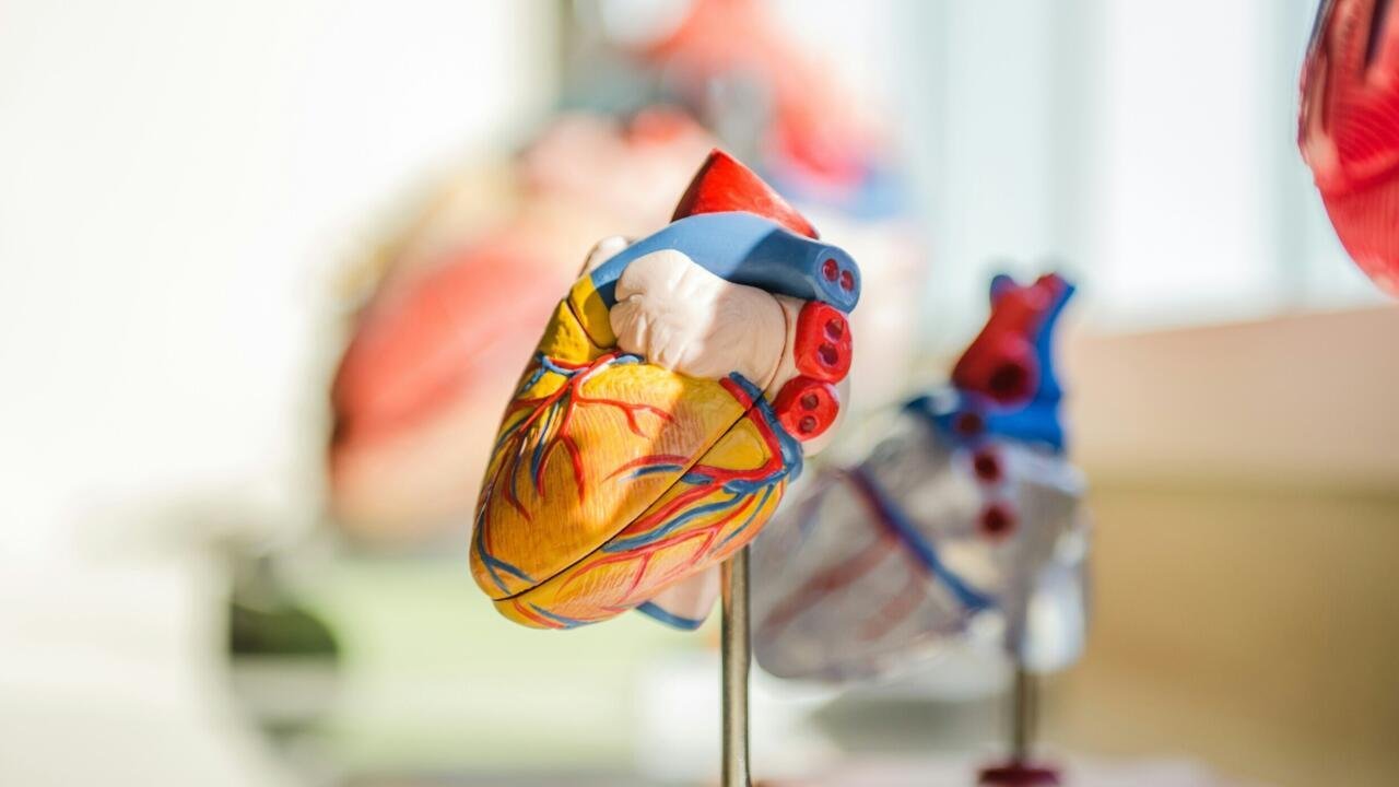 Le conseil santé - Santé cardiovasculaire : mieux connaître les signaux d'alerte