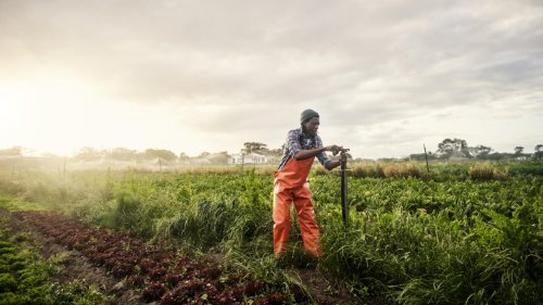 Reportage Afrique - Rwanda: la technologie pour adapter les pratiques agricoles face aux sécheresses