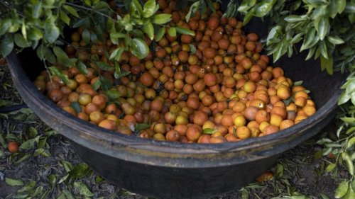Chronique des matières premières - L'ouragan Ian fait monter les prix du jus d'orange