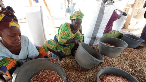 Afrique économie - Sénégal: une saison blanche et humide pour l'arachide
