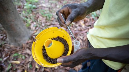 Afrique économie - Sénégal: comment lutter contre la mouche des fruits? (2/2)