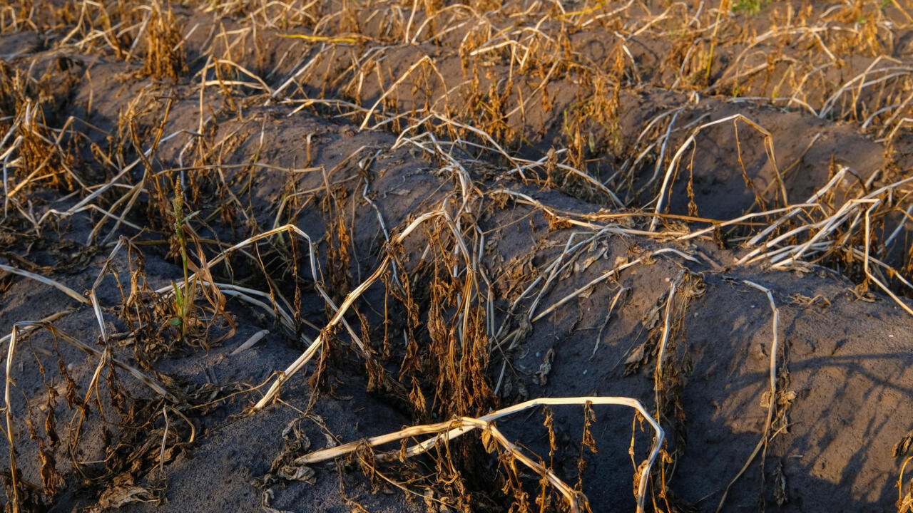 Royaume-Uni: les agriculteurs face à l&rsquo;une des pires années de récolte depuis plus de 40 ans